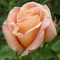 Golden Blush
