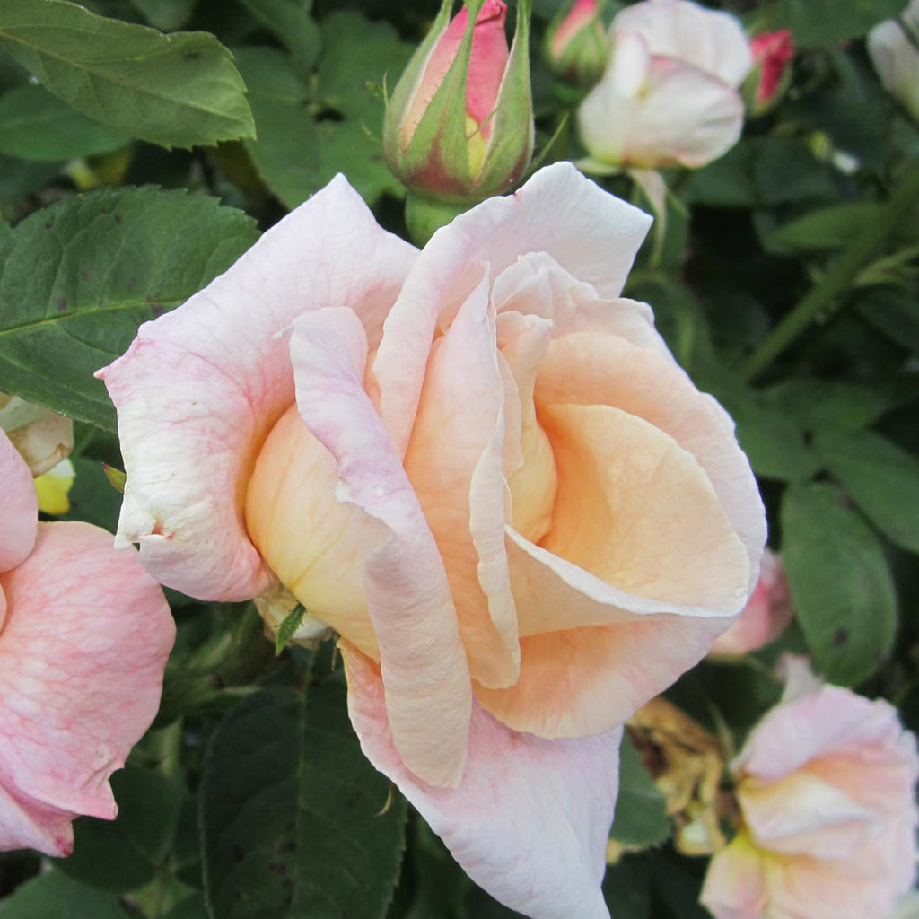 Golden Blush