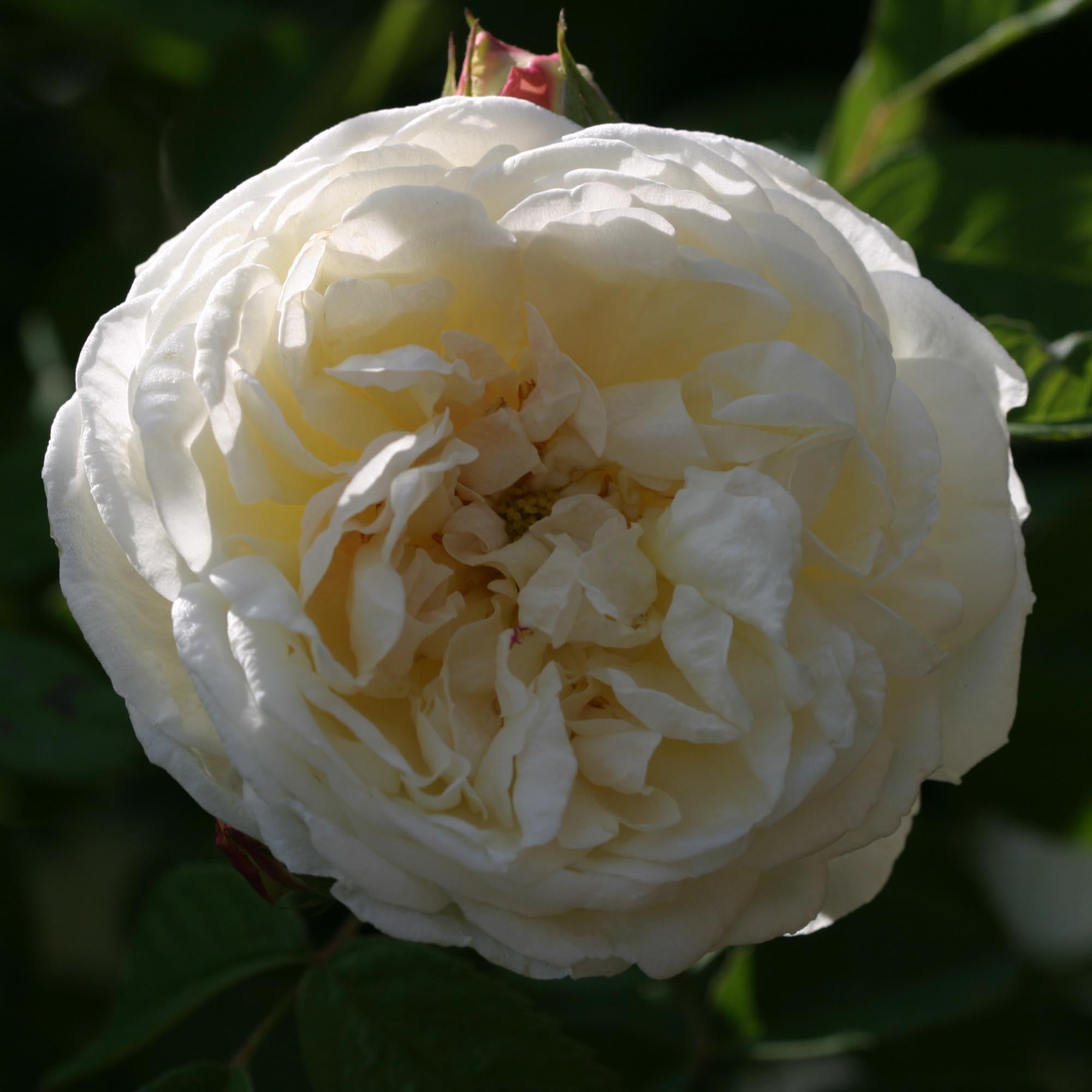 Golden Blush