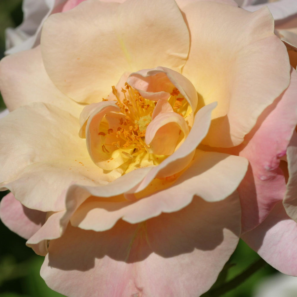 Golden Blush