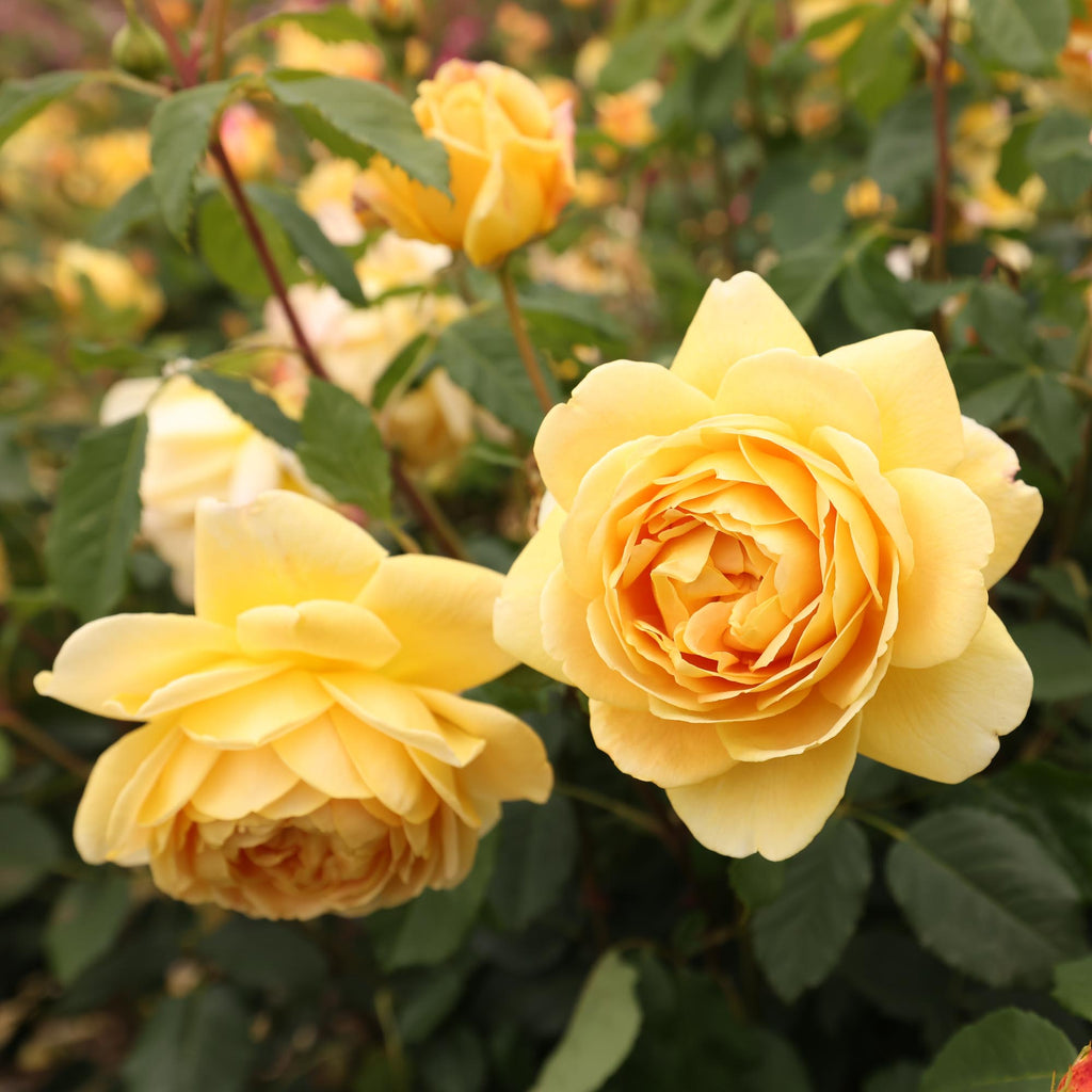 Golden Celebration®