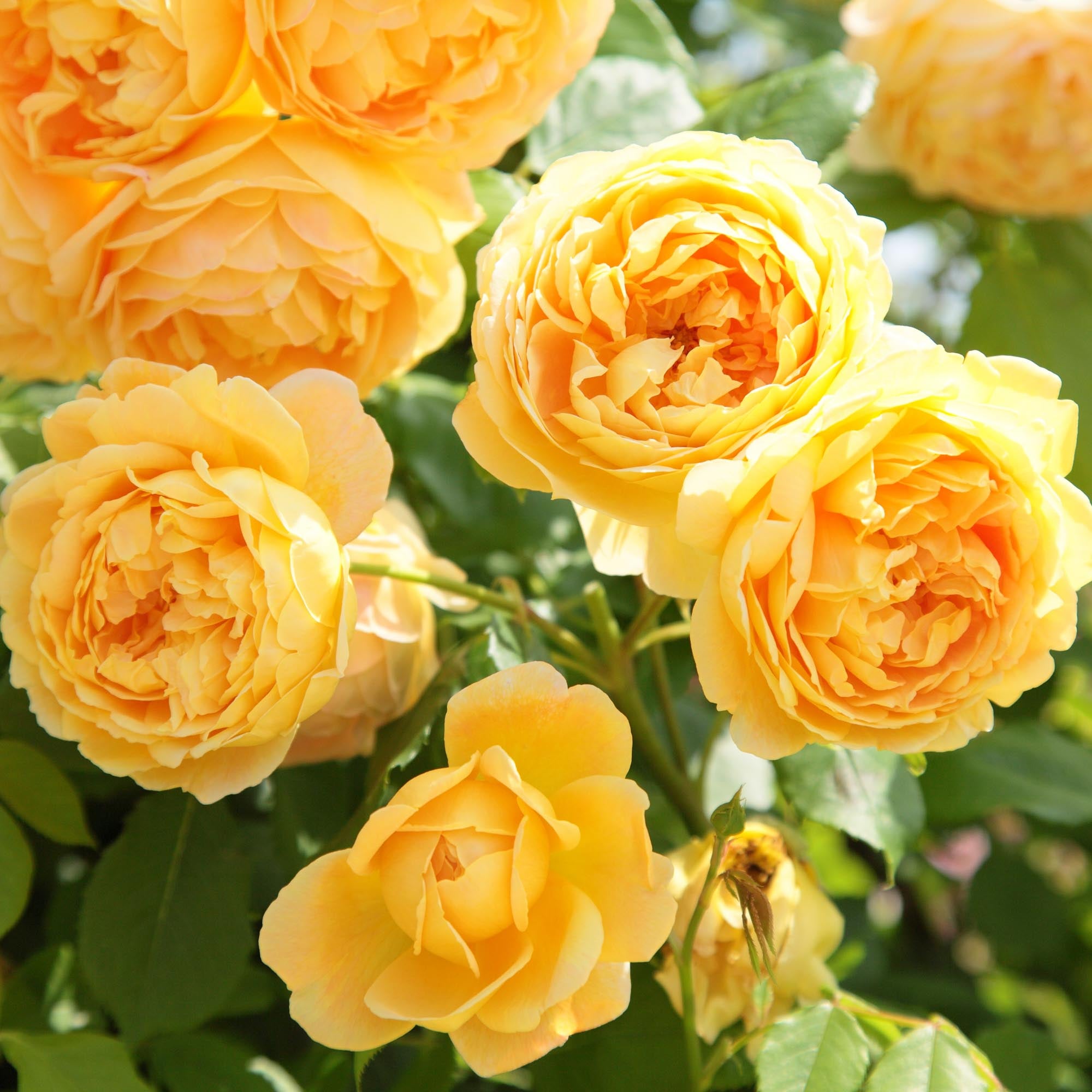 Golden Celebration®