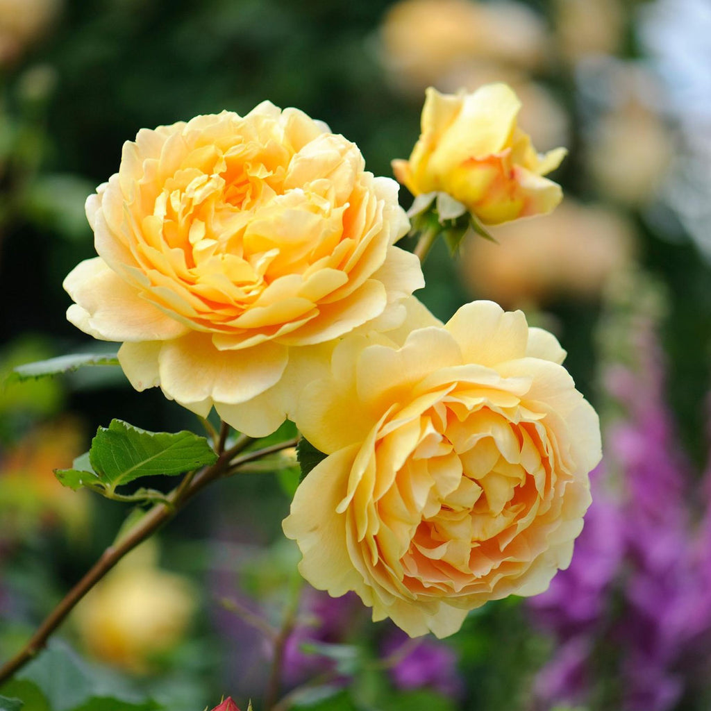Golden Celebration®