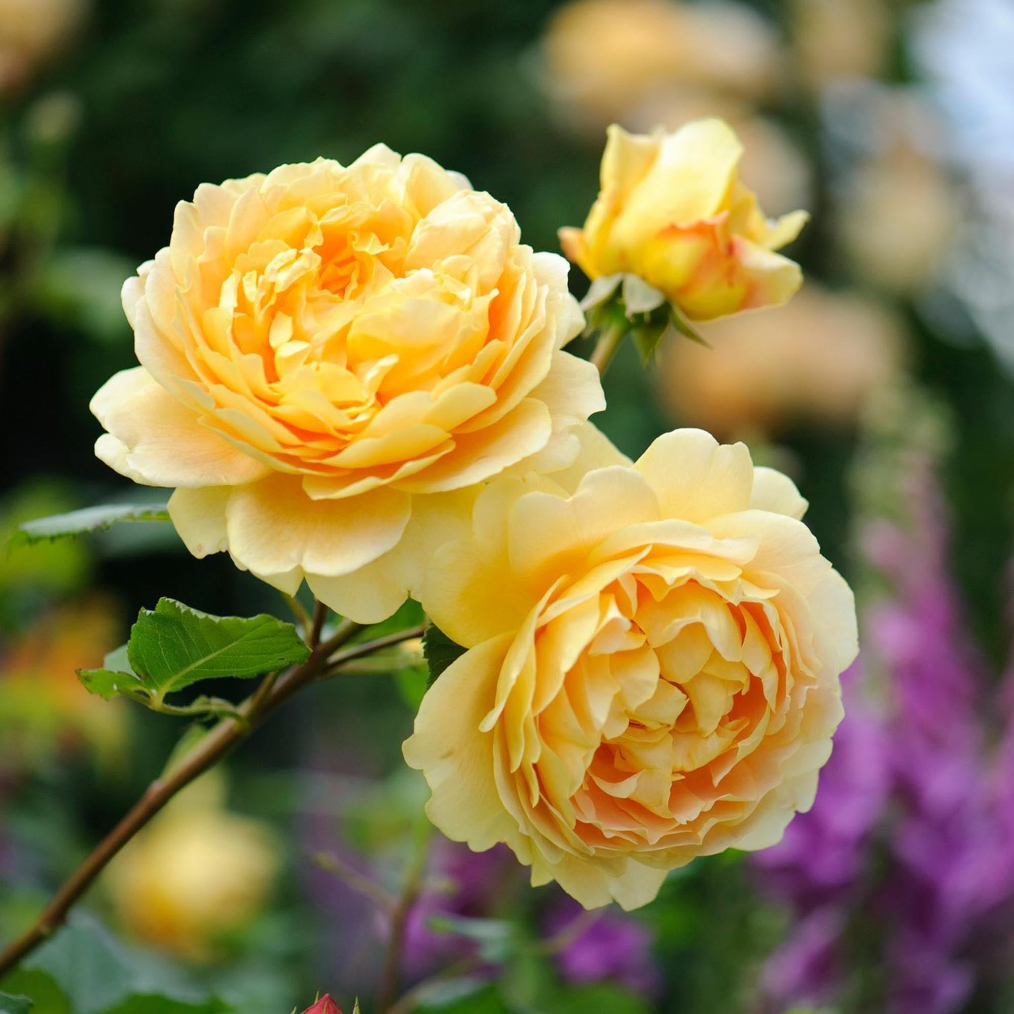 Golden Celebration®
