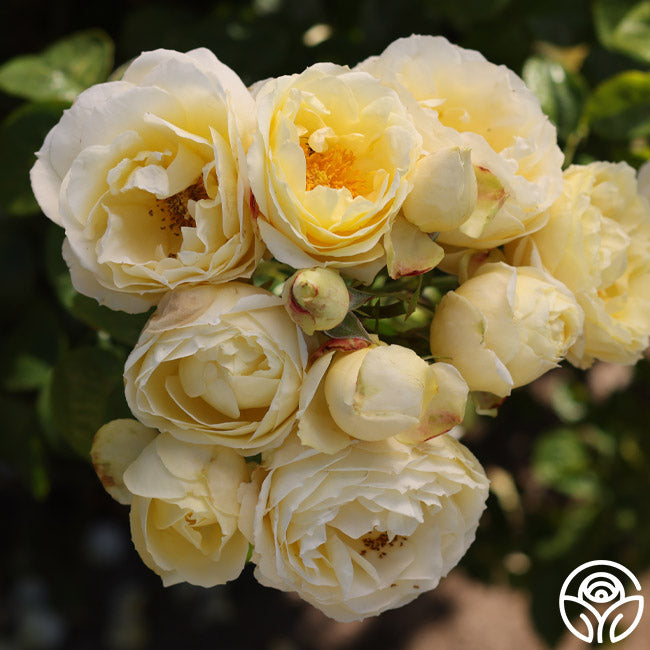 Good Ol' Summertime Shrub Rose | Yellow Rose Bush – Heirloom