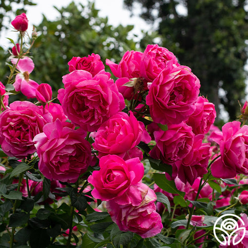 Grande Dame Hybrid Tea Rose