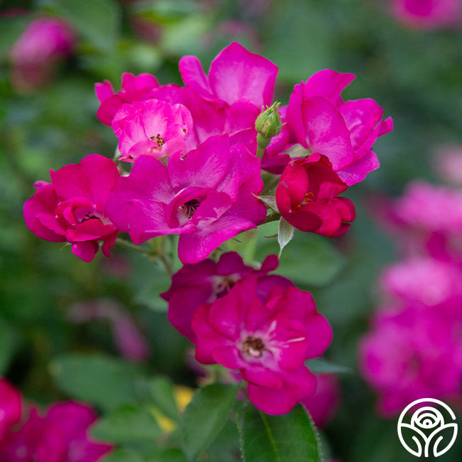 Heirloom Roses Purple Rose Bush - Grape Jelly Floribunda Live Plant
