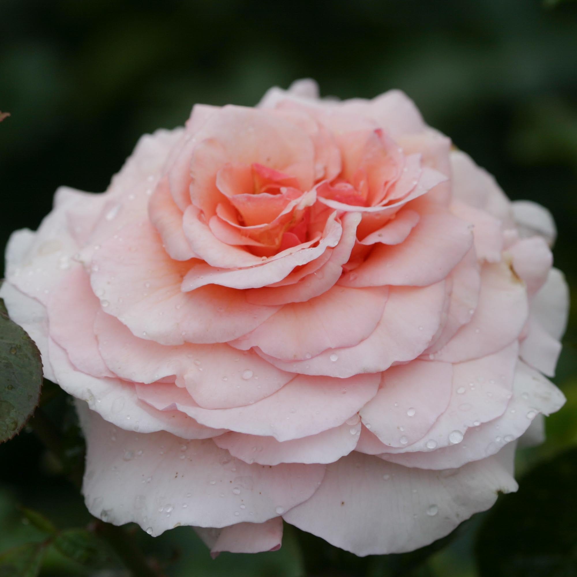 Great Expectations Shrub Rose | Apricot Rose Bush – Heirloom