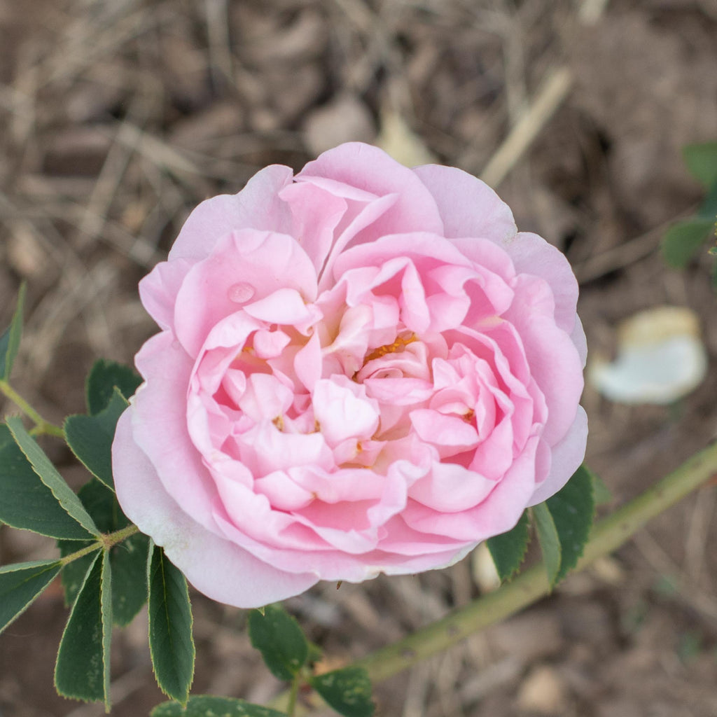 Great Maiden's Blush
