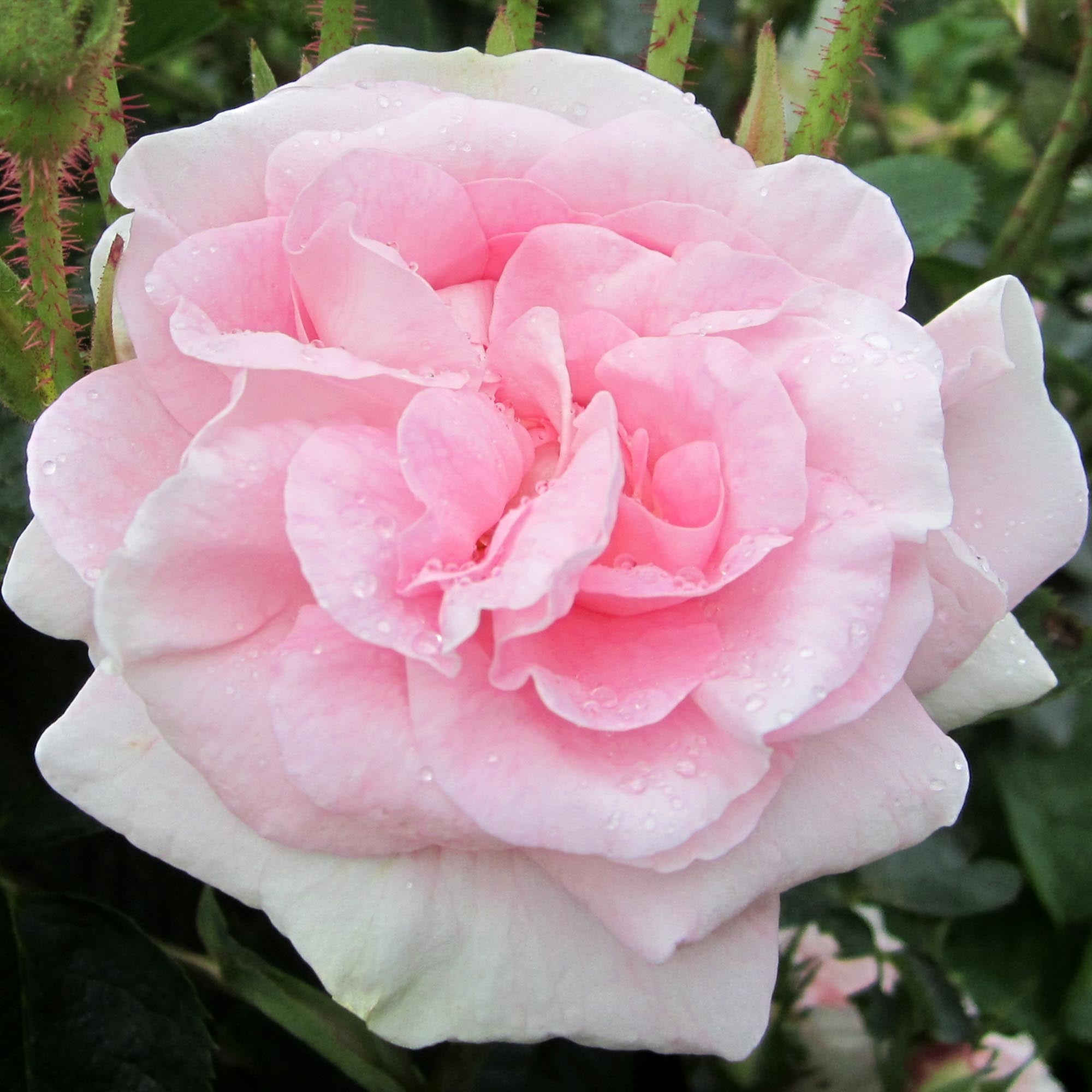 Great Maiden's Blush