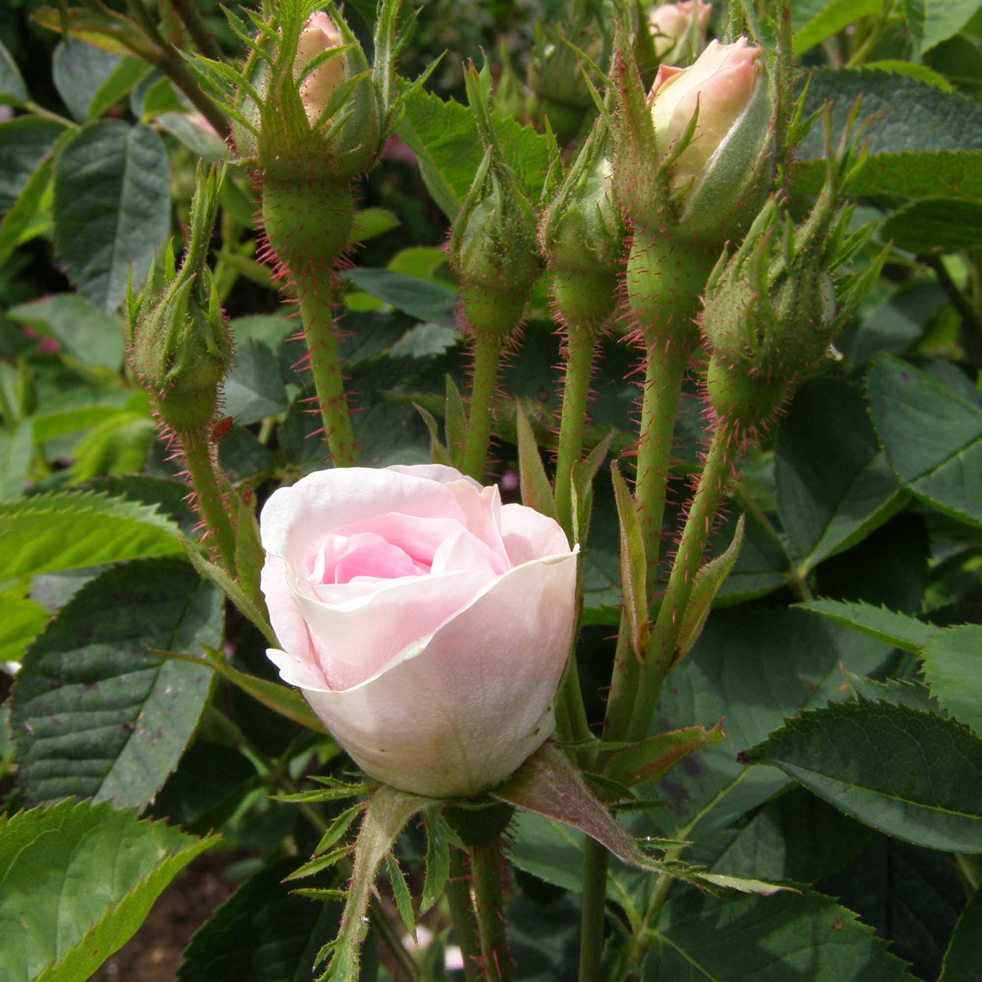 Great Maiden's Blush