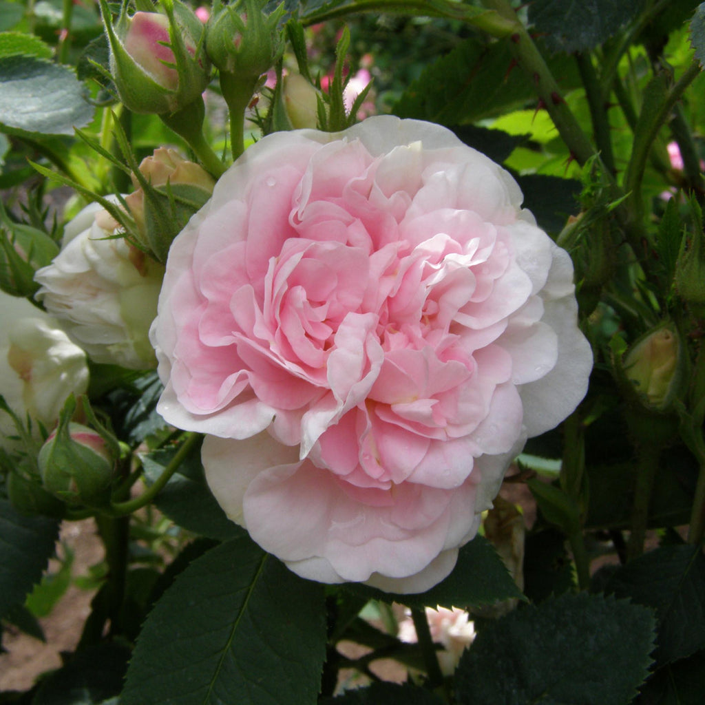 Great Maiden's Blush