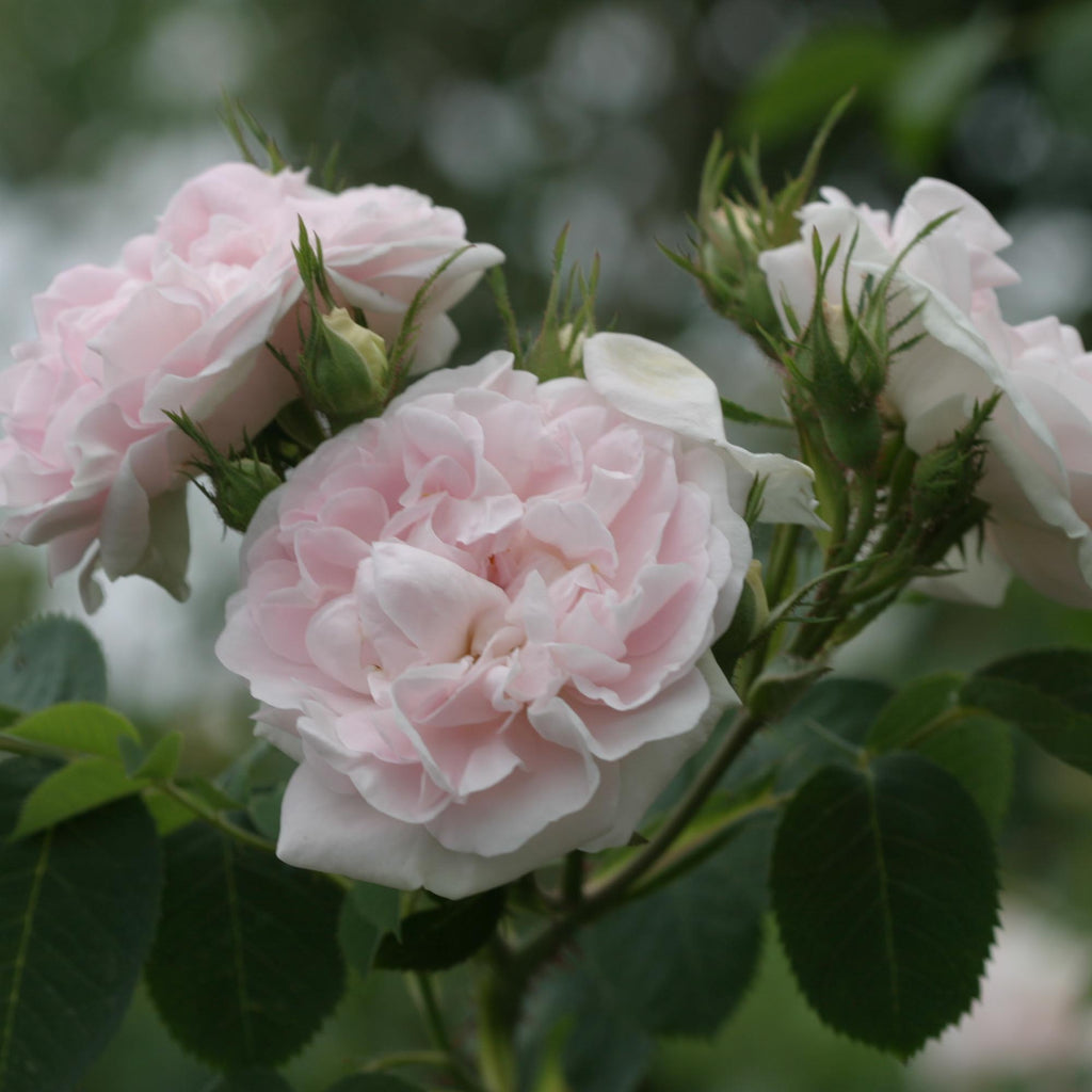 Great Maiden's Blush