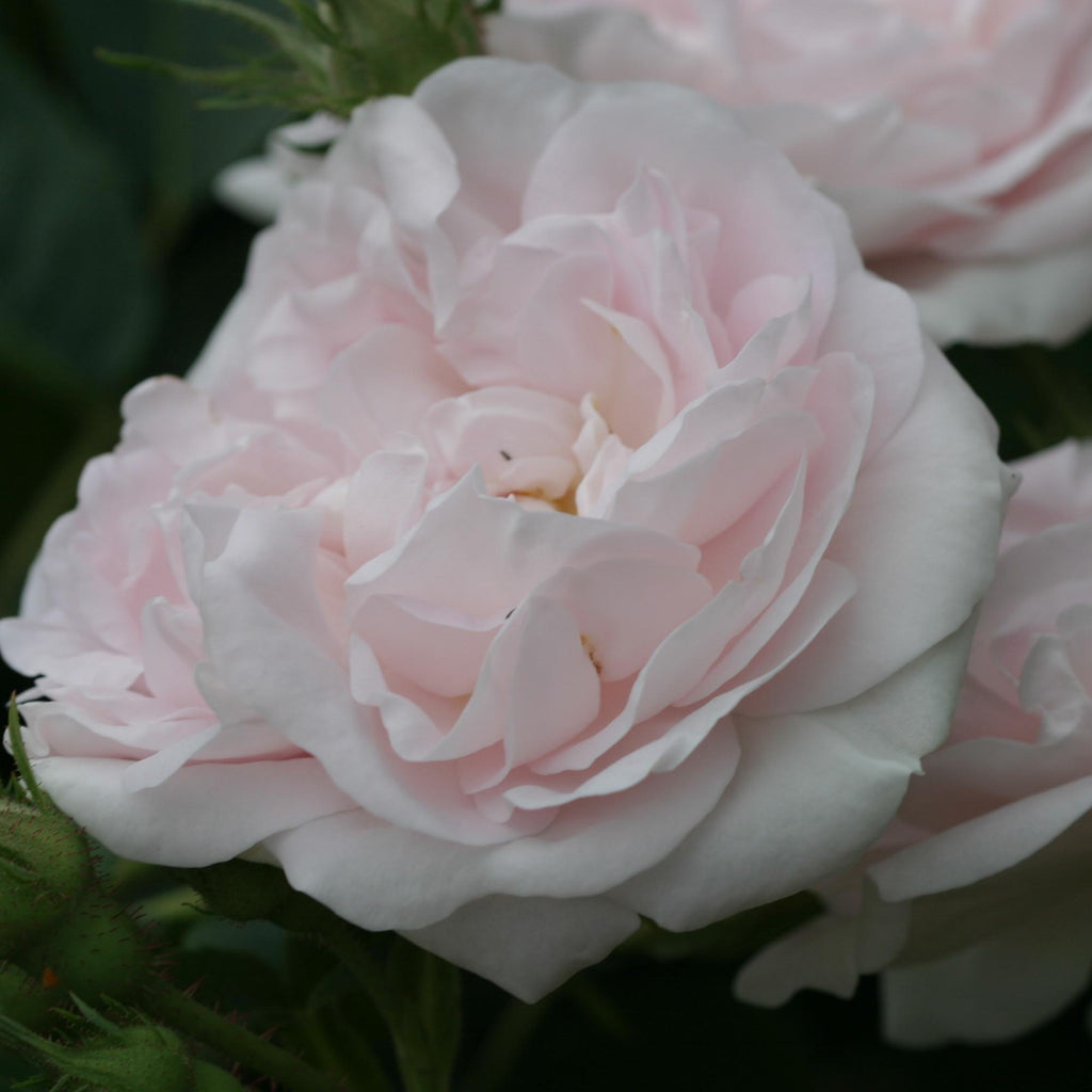 Great Maiden's Blush