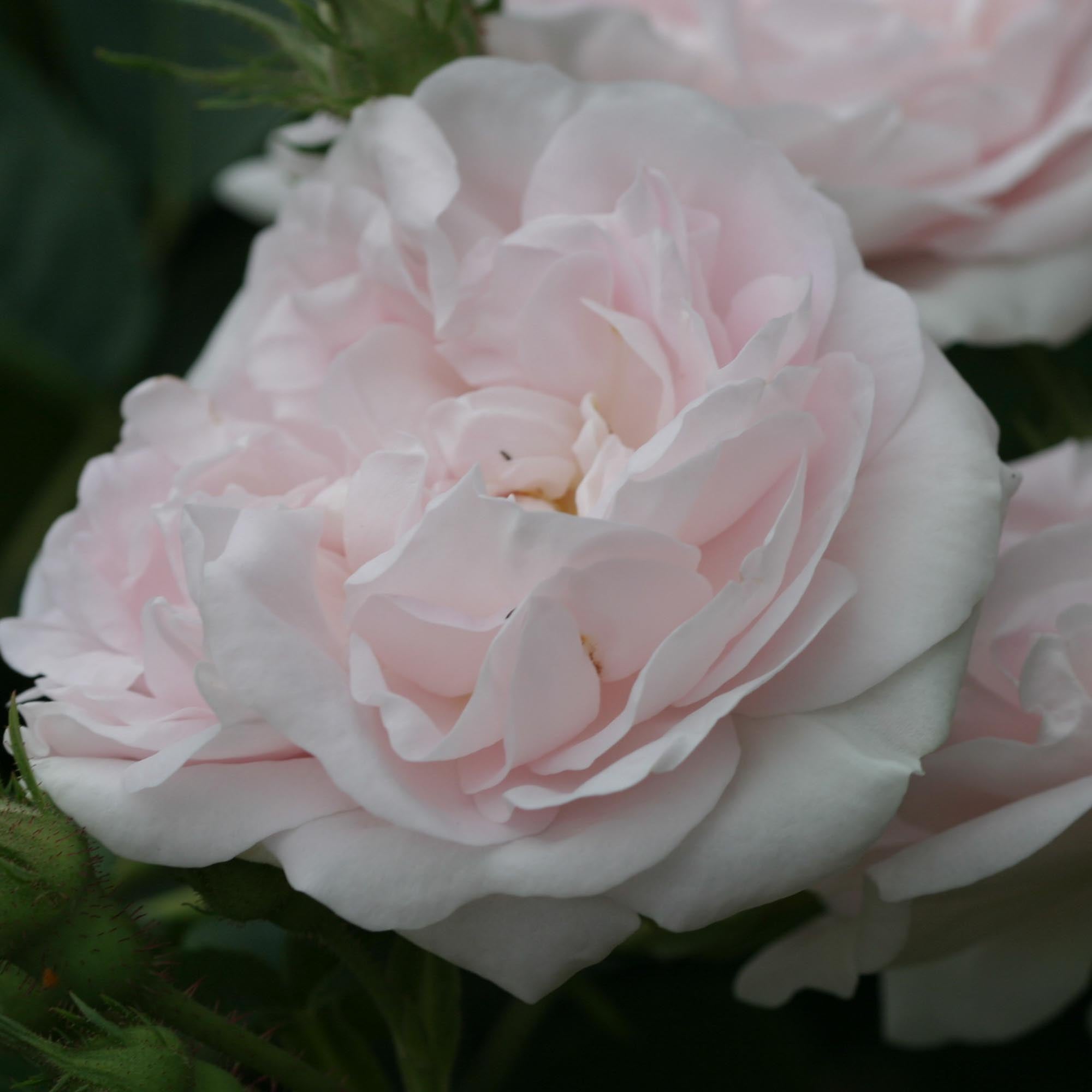Great Maiden's Blush