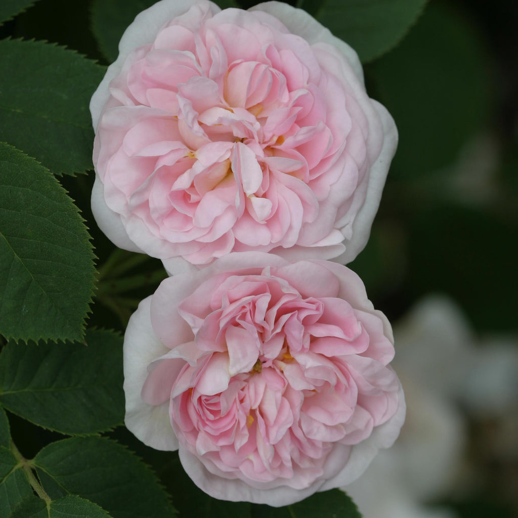 Great Maiden's Blush