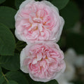Great Maiden's Blush