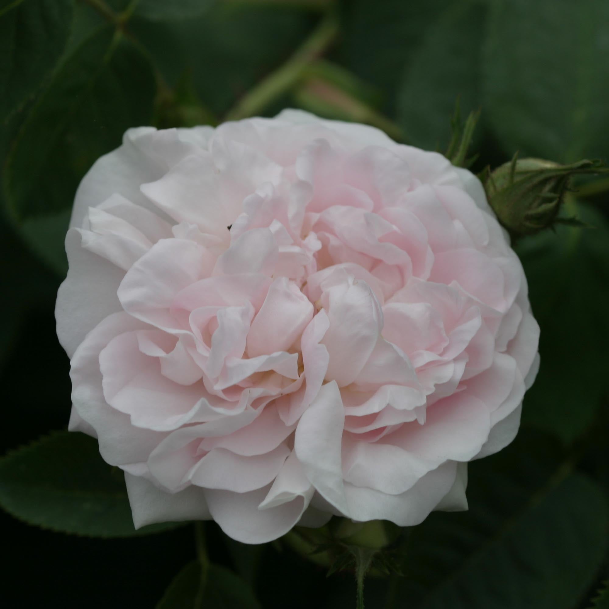 Great Maiden's Blush