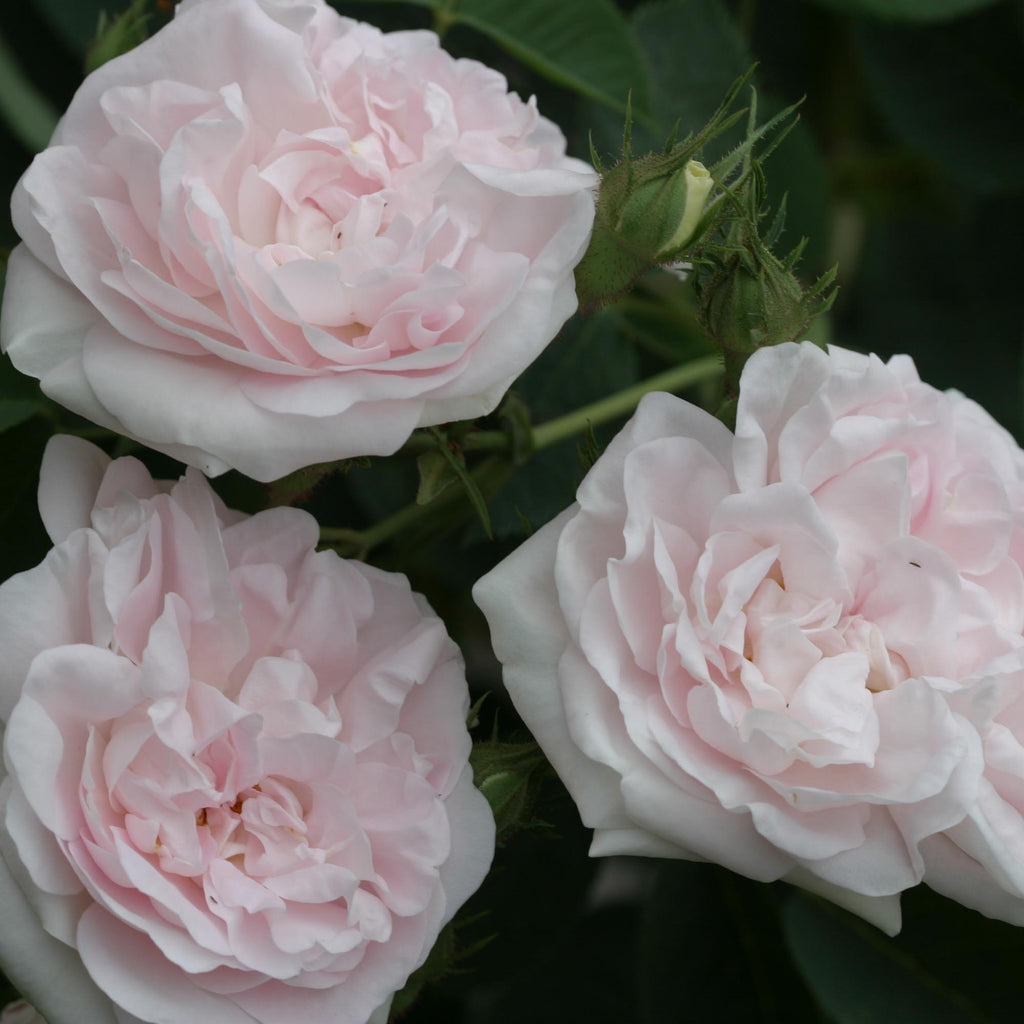 Great Maiden's Blush