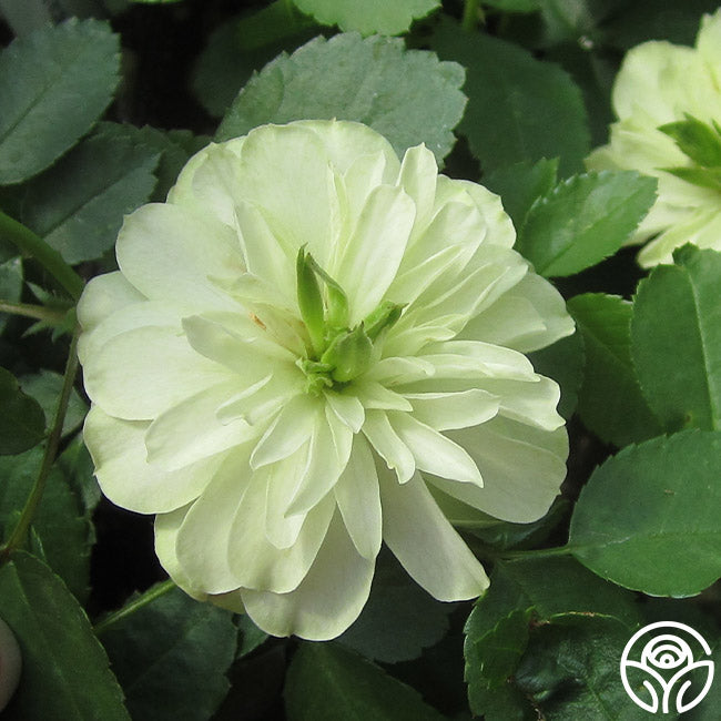 Green Ice – Heirloom Roses