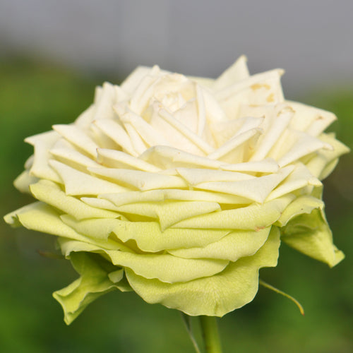 Green Romantica®