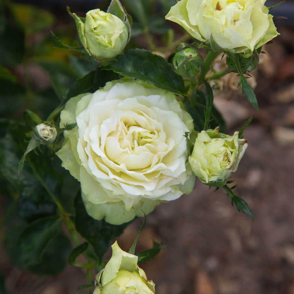 Green Romantica®