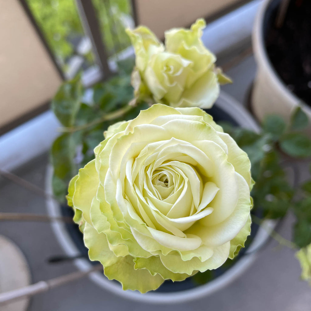 Green Romantica®
