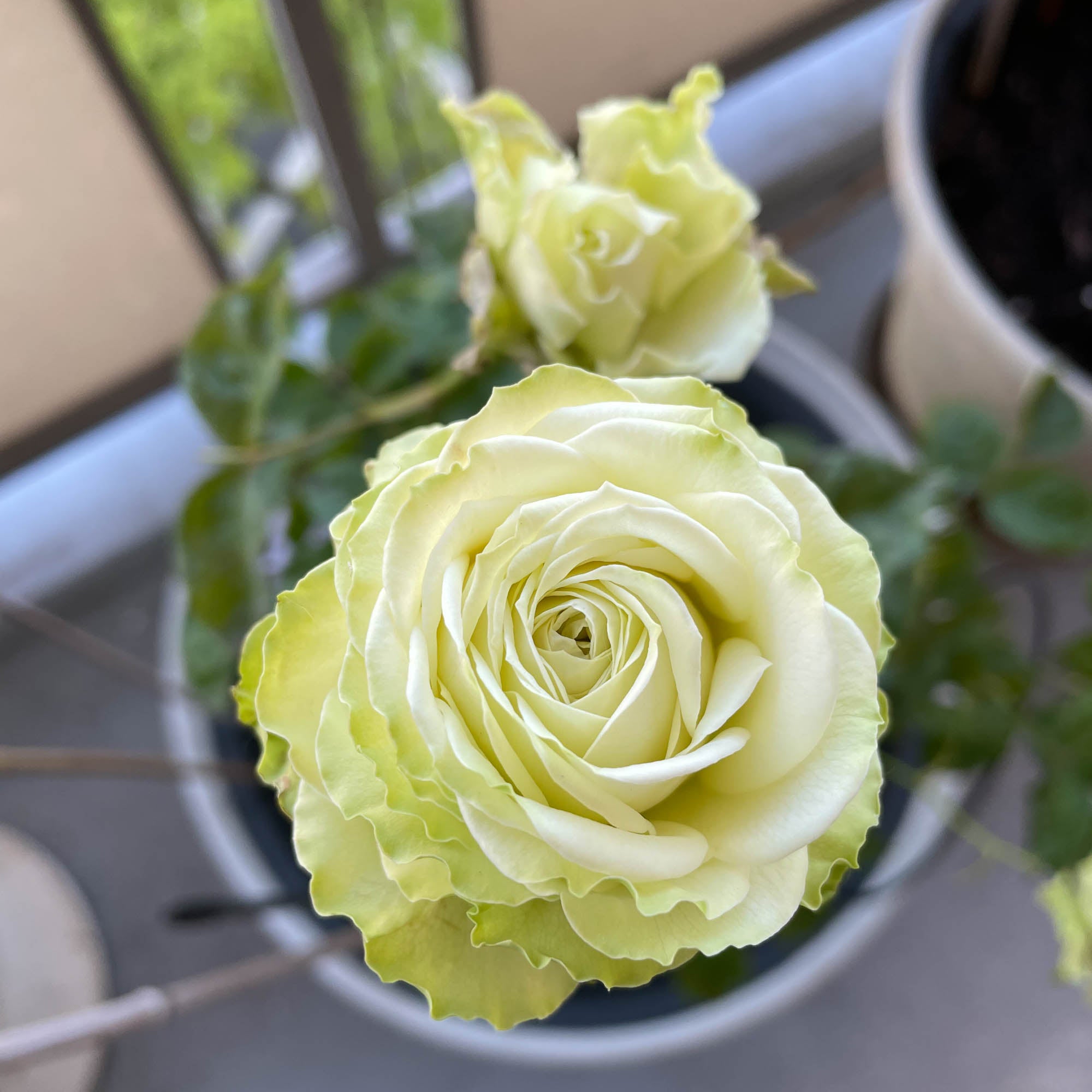 Green Romantica®