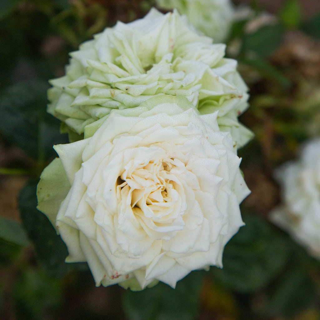 Green Romantica®