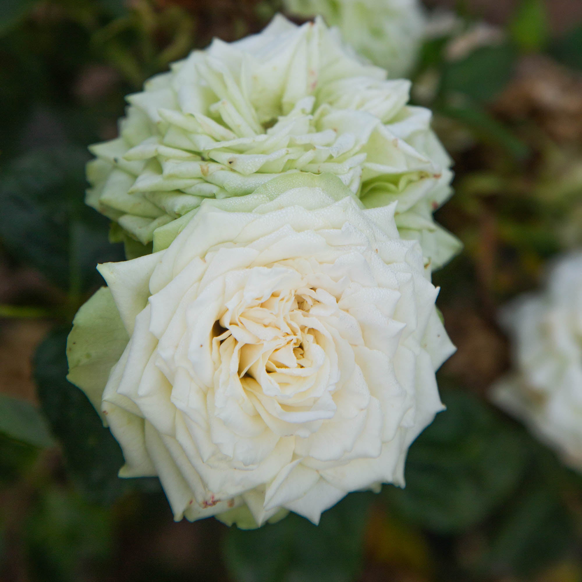Green Romantica®