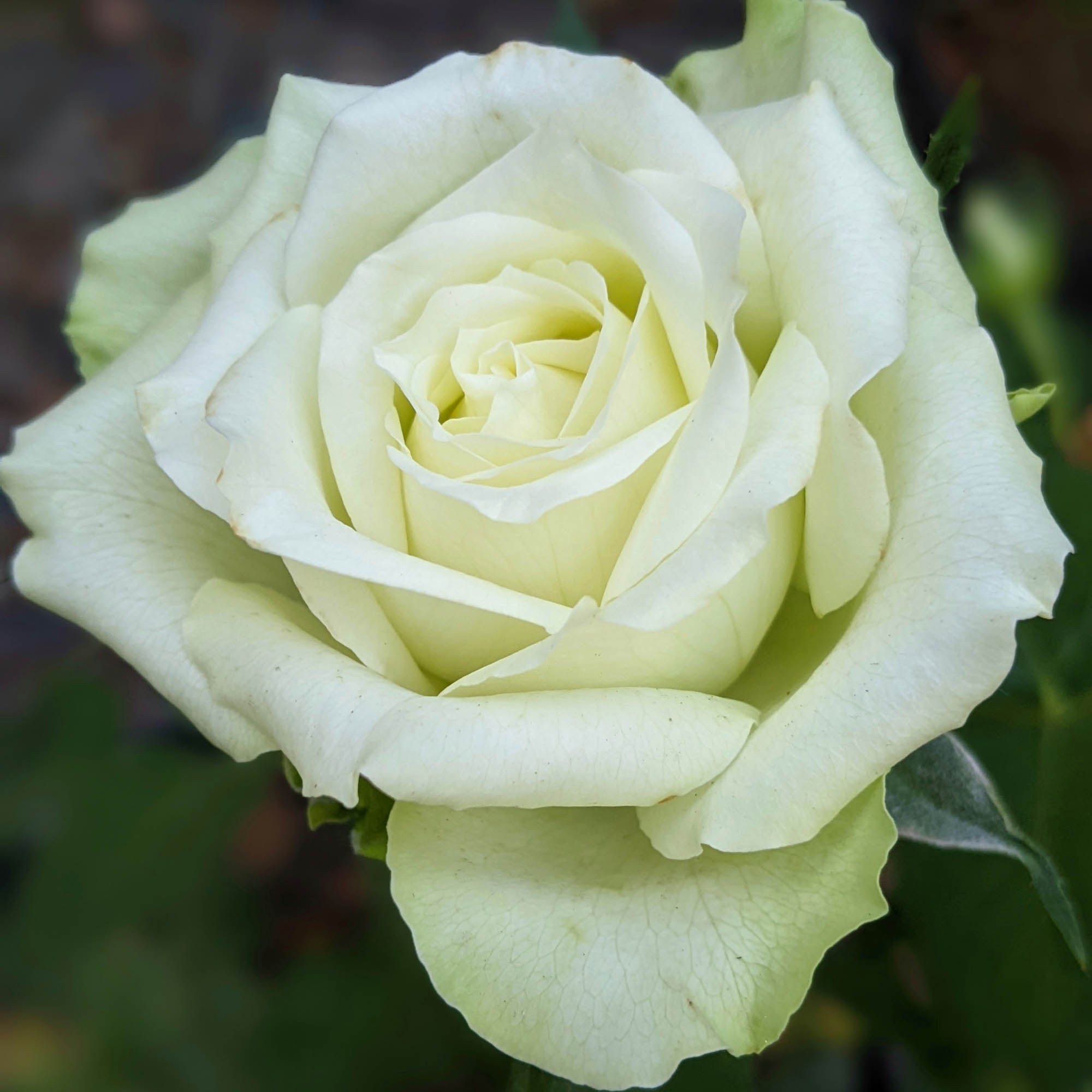 Green Romantica®
