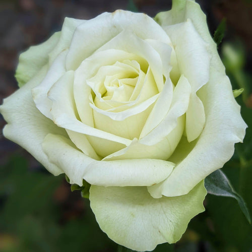 Green Romantica®
