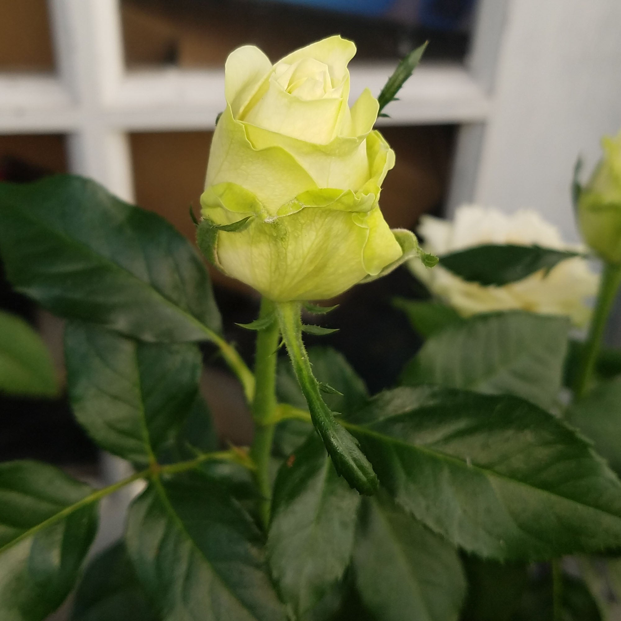 Green Romantica®
