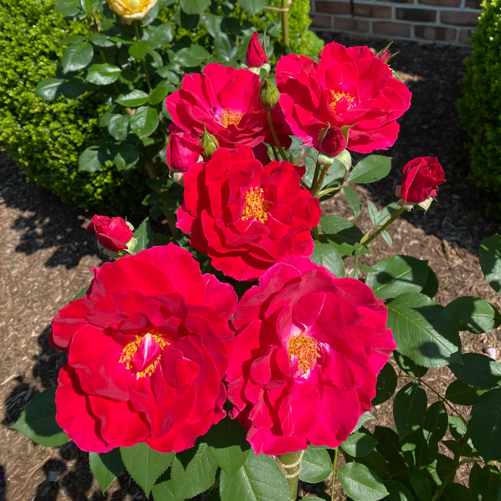 Griff's Red Hardy Rose | Fragrant Rose Plant – Heirloom
