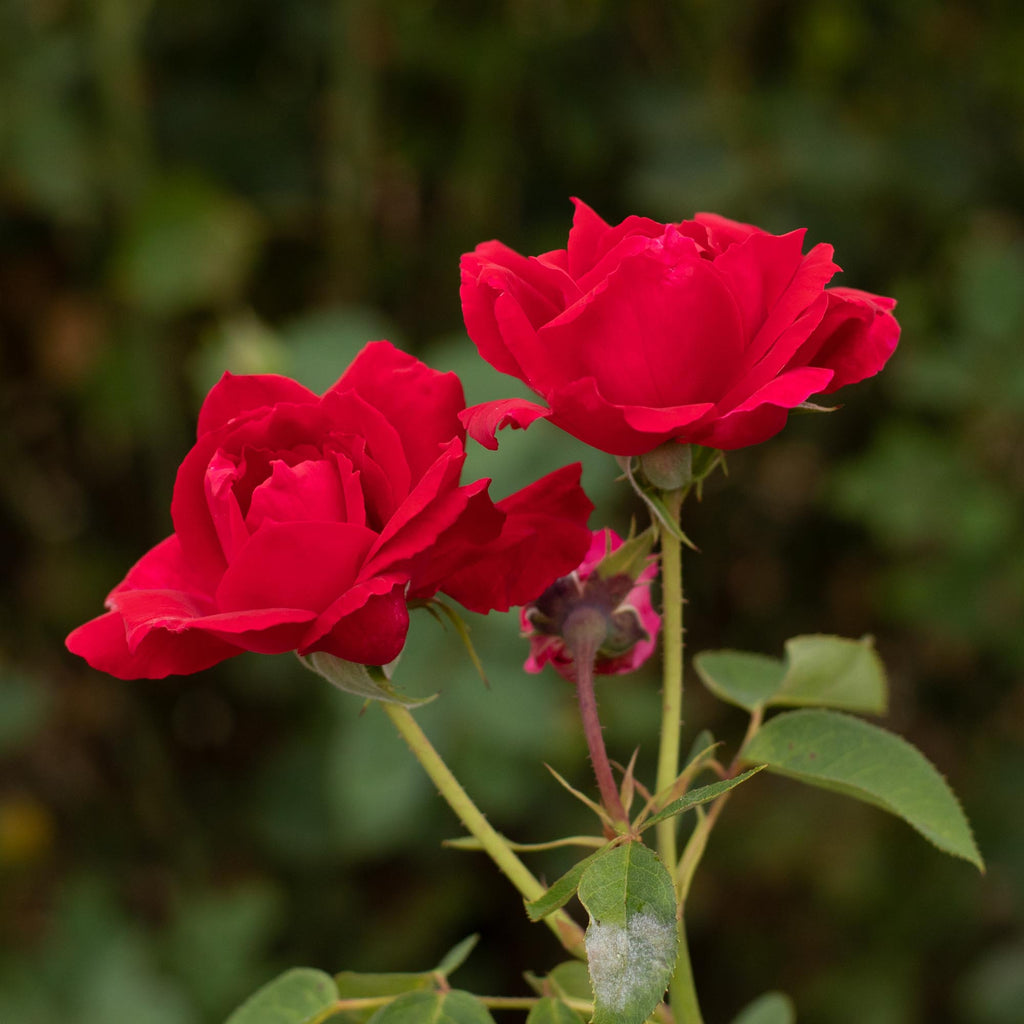 Griff's Red