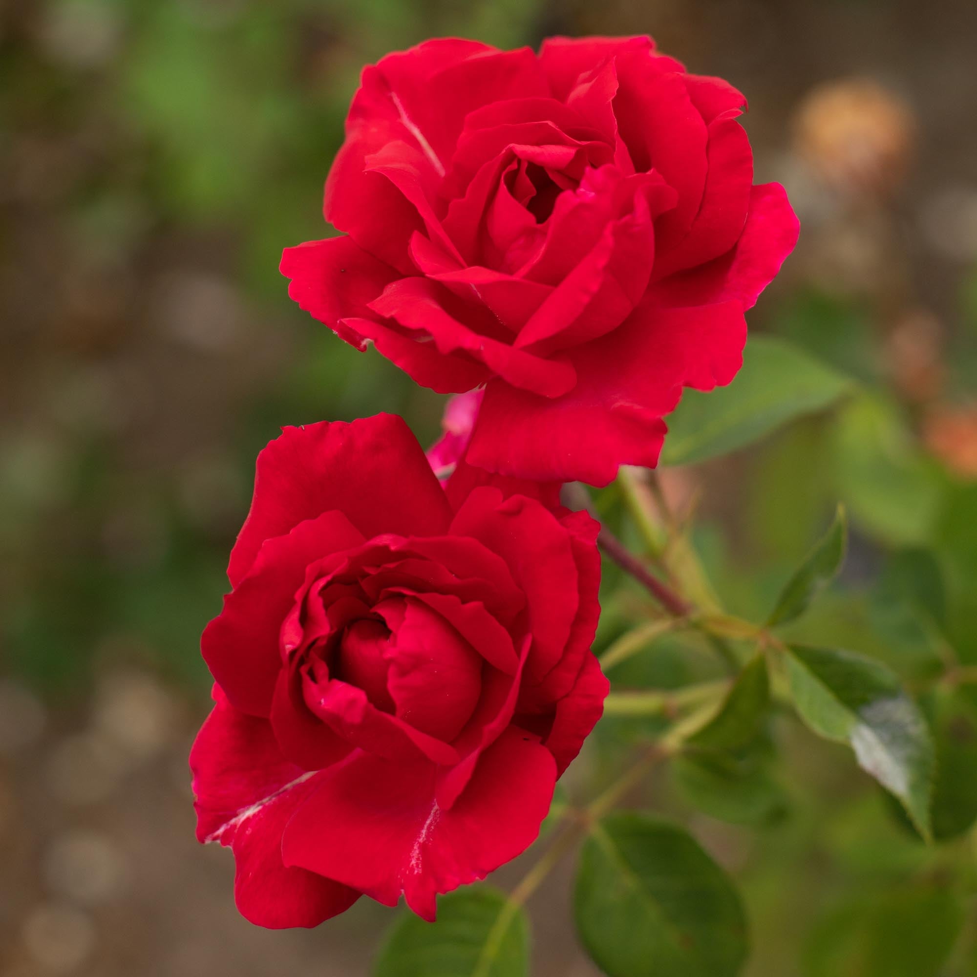 Griff's Red Hardy Rose | Fragrant Rose Plant – Heirloom
