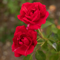 Griff's Red