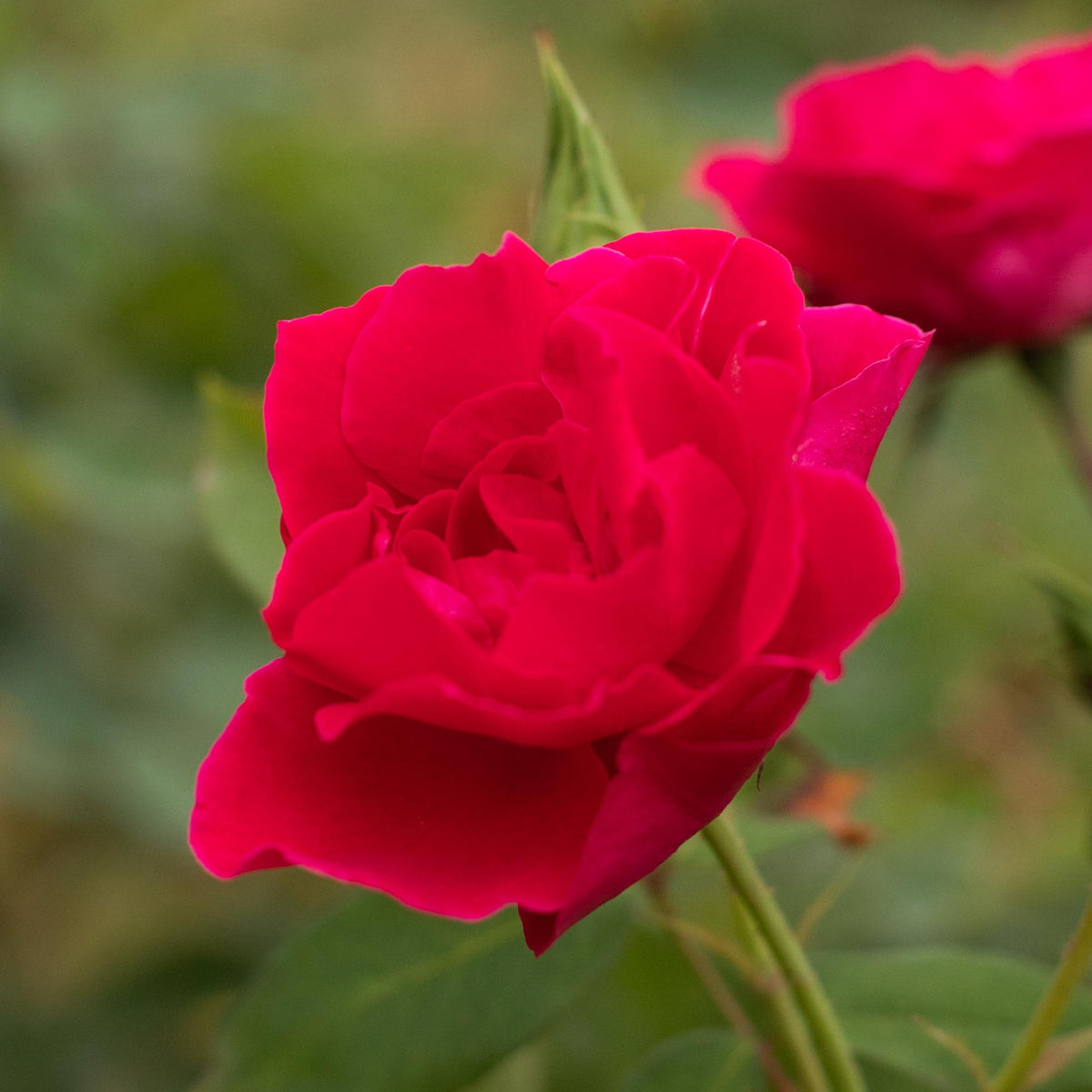 Griff's Red