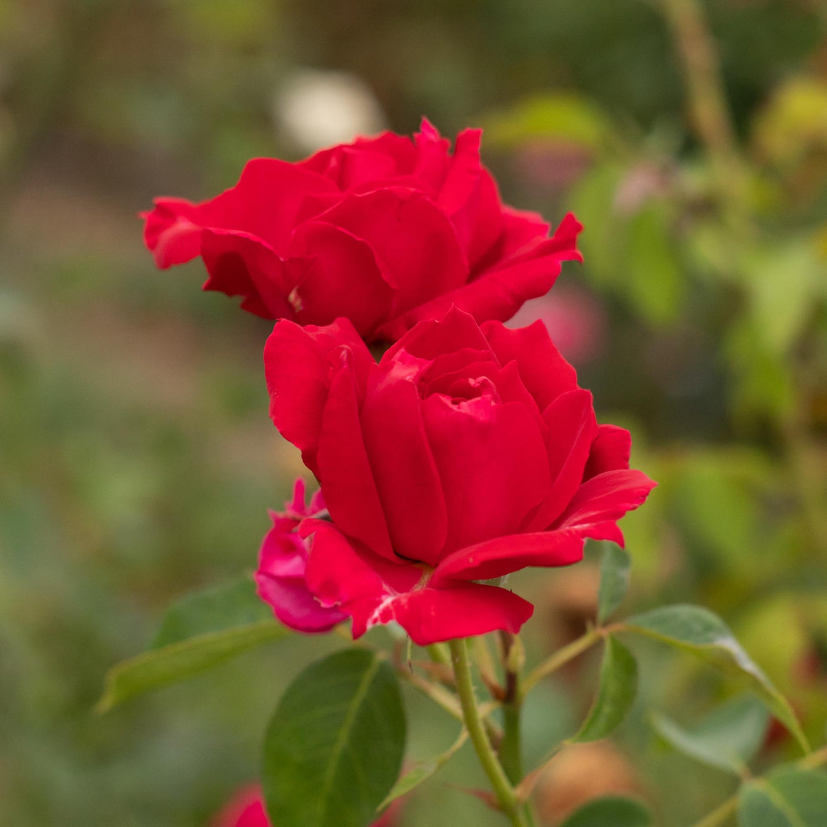 Griff's Red