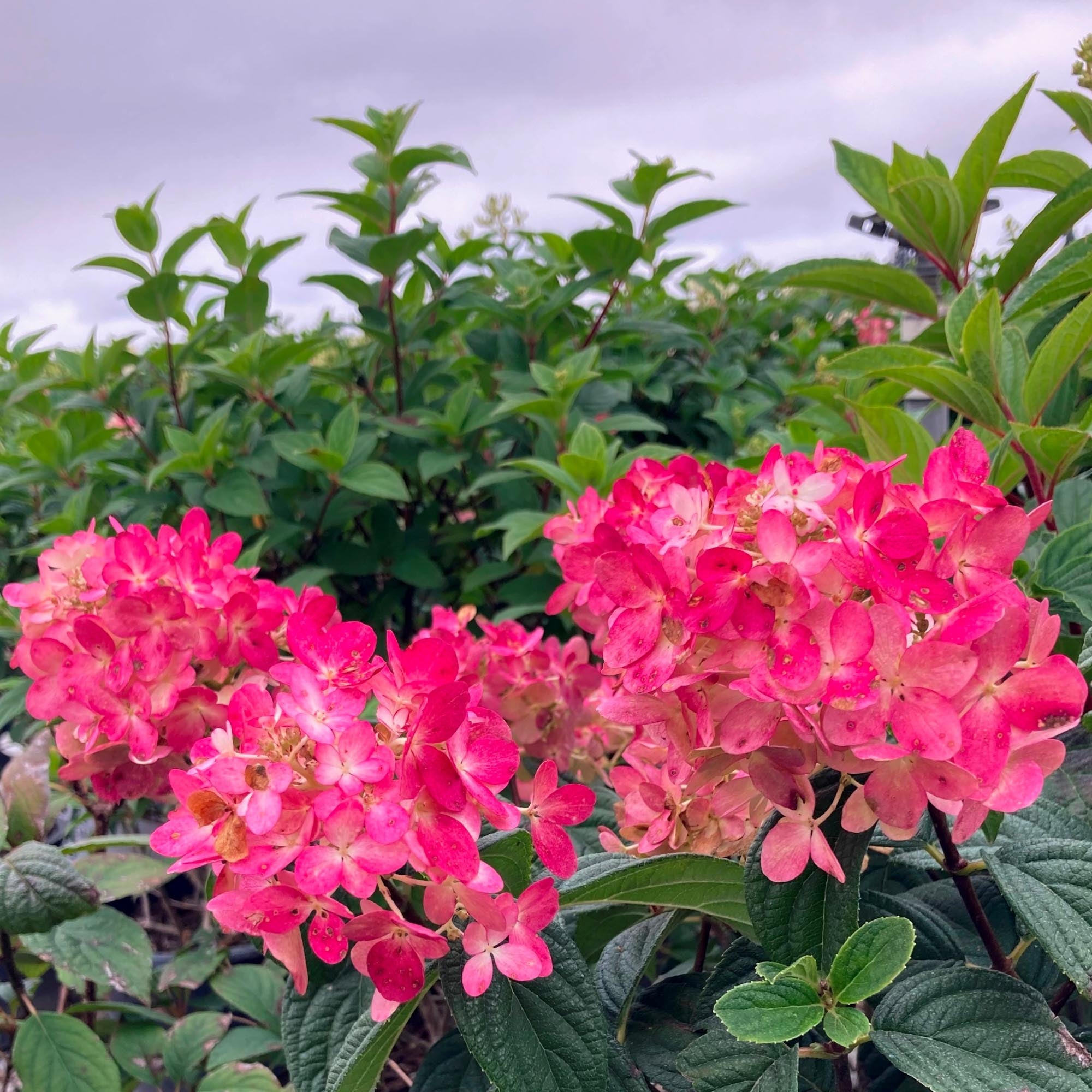 Fire Light® – Heirloom