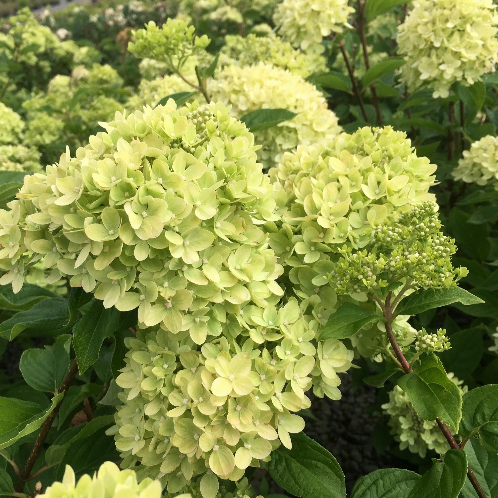 Hydrangea Little Lime