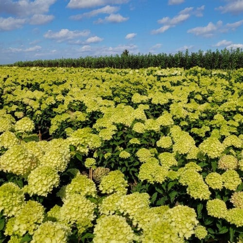 Hydrangea Little Lime