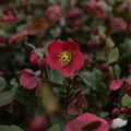 Frostkiss® Anna's Red