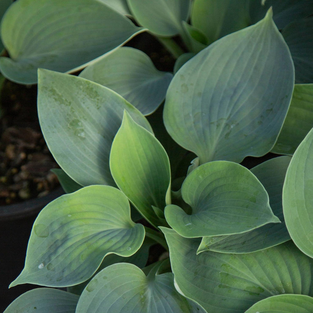 Hosta Hadspen Blue