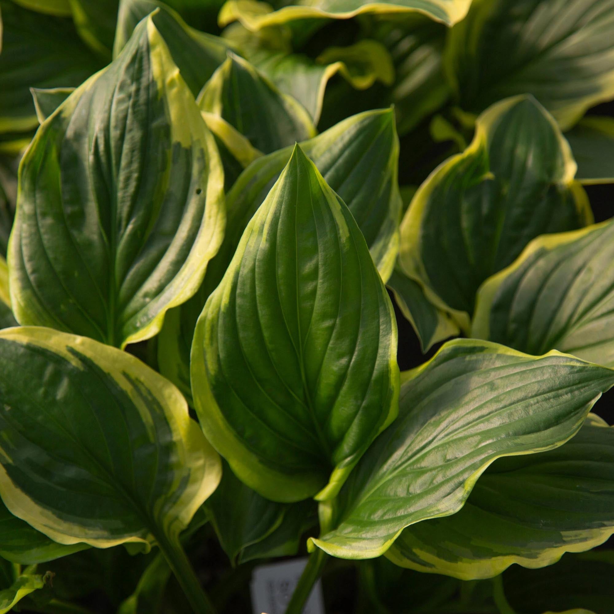 Hosta So Sweet