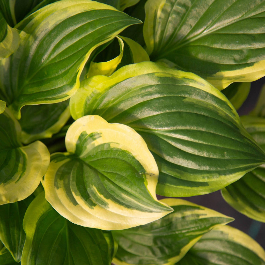 Hosta So Sweet