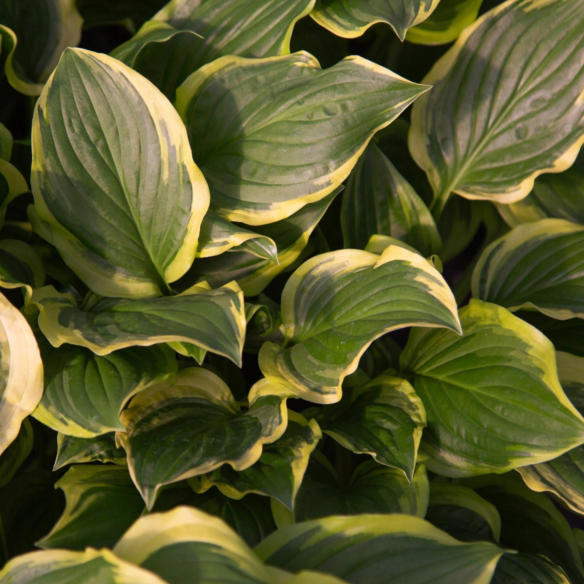 Hosta So Sweet