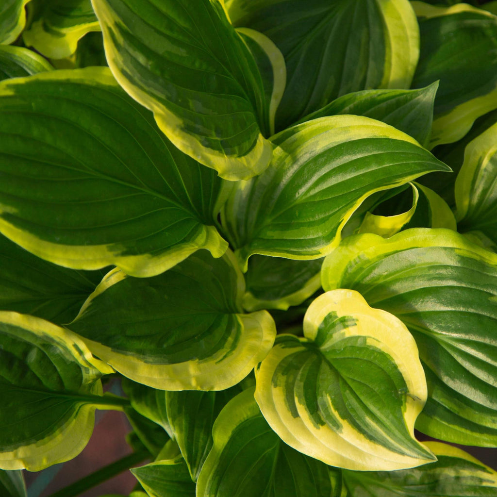 Hosta So Sweet