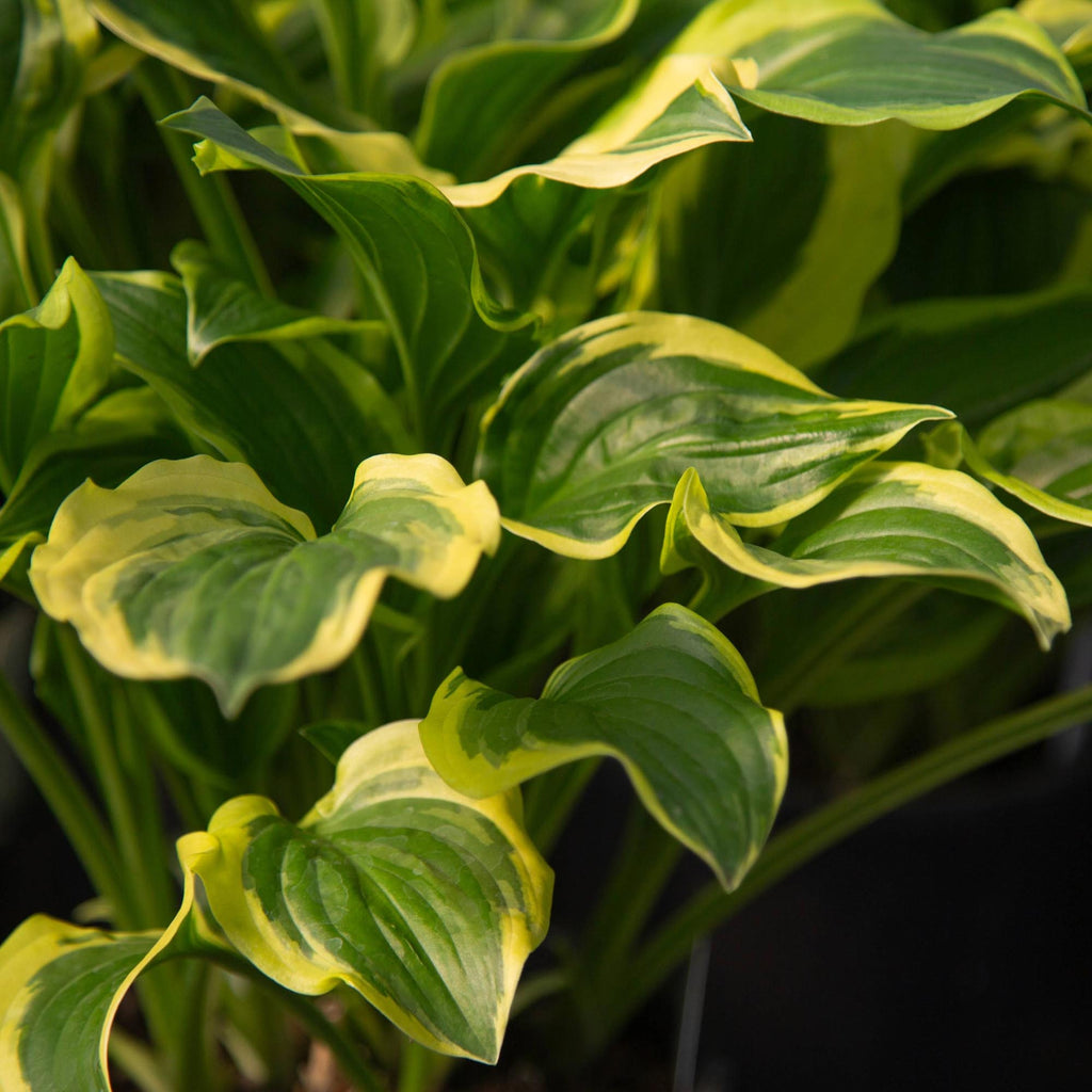 Hosta So Sweet
