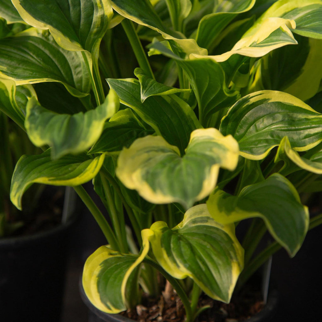 Hosta So Sweet